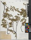 Foto von Salix kitaibeliana Willd.